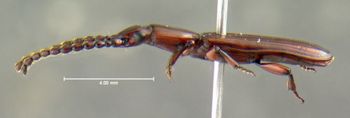 Media type: image;   Entomology 612910 Aspect: habitus lateral view